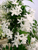 Комнатный жасмин